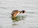 Great Crested Grebe - Perkoz Dwuczuby